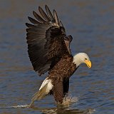 12SB1962 American Bald Eagle